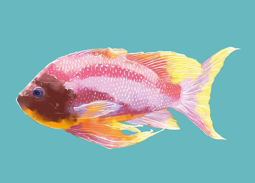 *PK - m-illu - rosa Fisch