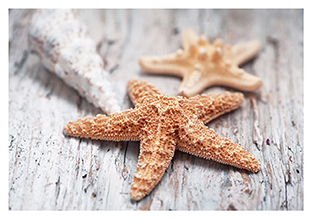 Postkarte - La Card - Starfish