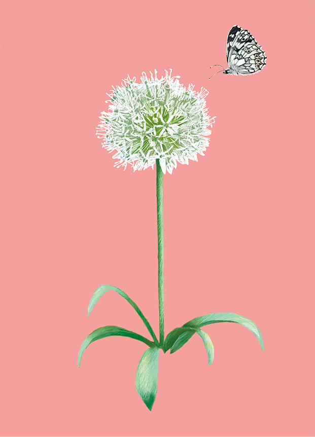 Postkarte - m-illu - Ornamental onion