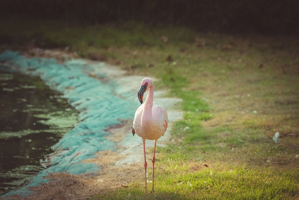 Postkarte - brocante - Flamingo
