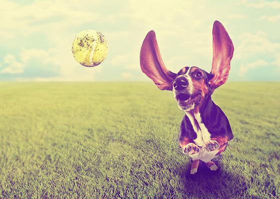 Postkarte - brocante - Hund