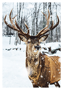 Postkarte - La Card - Deer