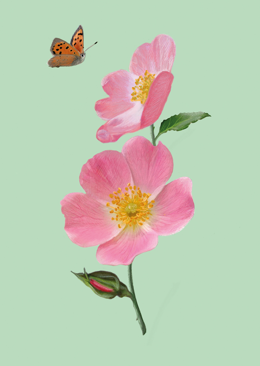 *PK - m-illu - Wildrose