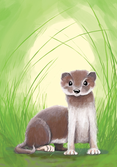 *PK - Tabea Güttner - Wiesel