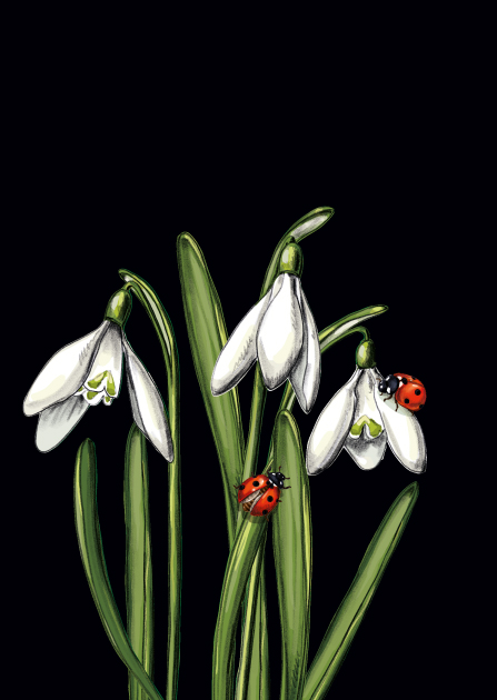 *PK - illi - POKIONA