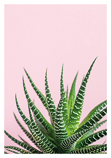 Postkarte - La Card - Aloe blush