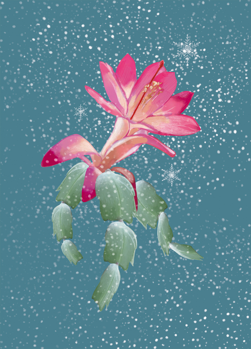 Postkarte - m-illu - Christmas cactus