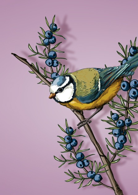 Postkarte - illi - MANTI