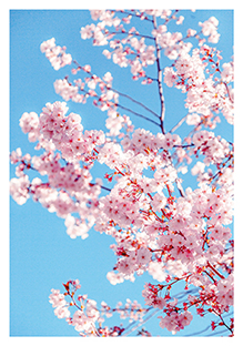 Postkarte - La Card - Cherry flower