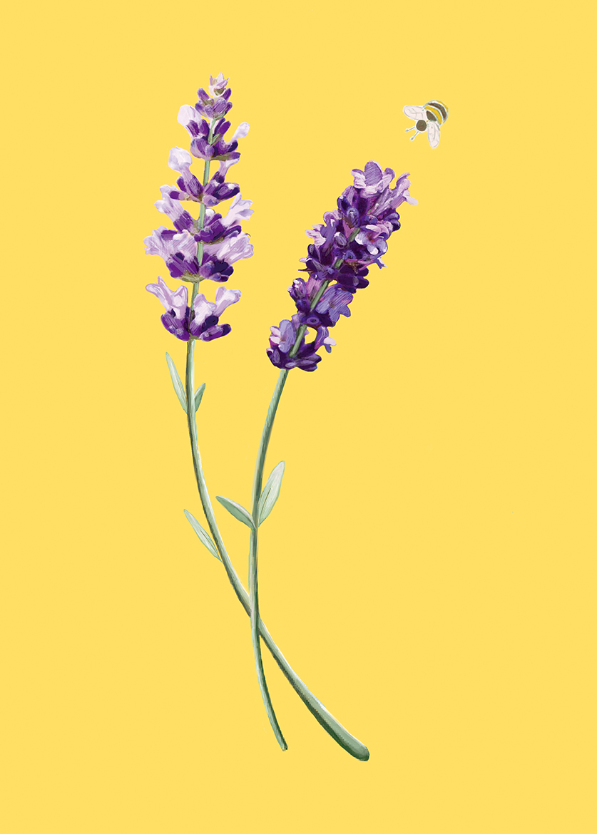 Postkarte - m-illu Save the bees Lavendel