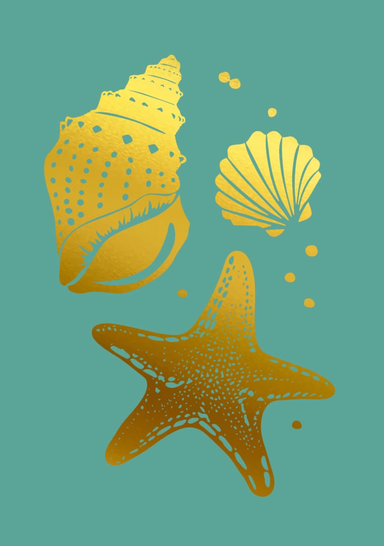 Postkarte - pure - Muscheln Postkarte - pure - Muscheln