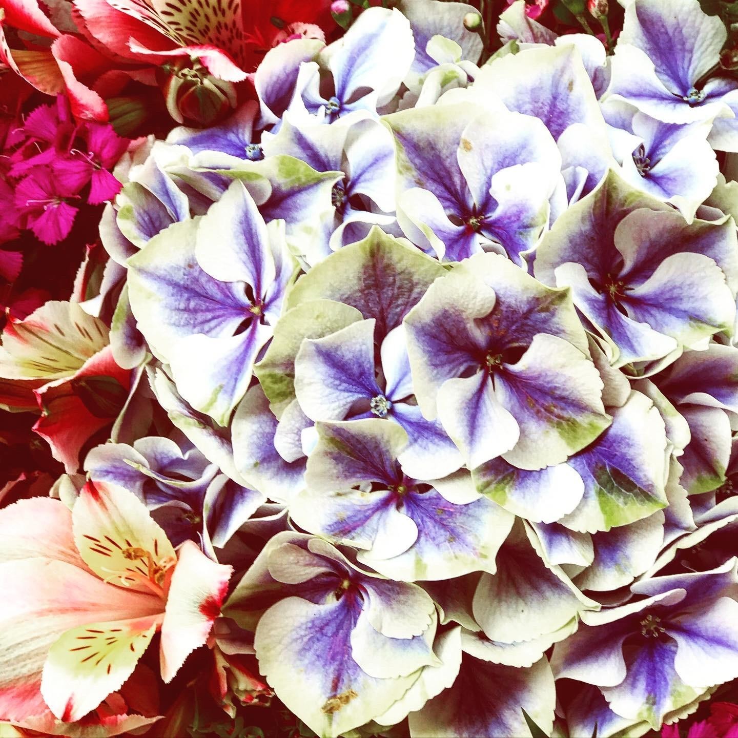 Postkarte - Libelle - Happy birthday