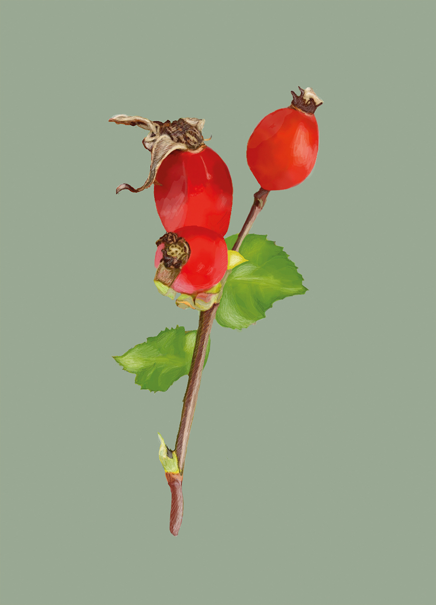 Postkarte - m-illu - Rose hip