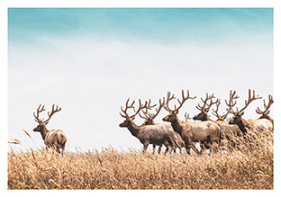 Postkarte - La Card - Leader deer