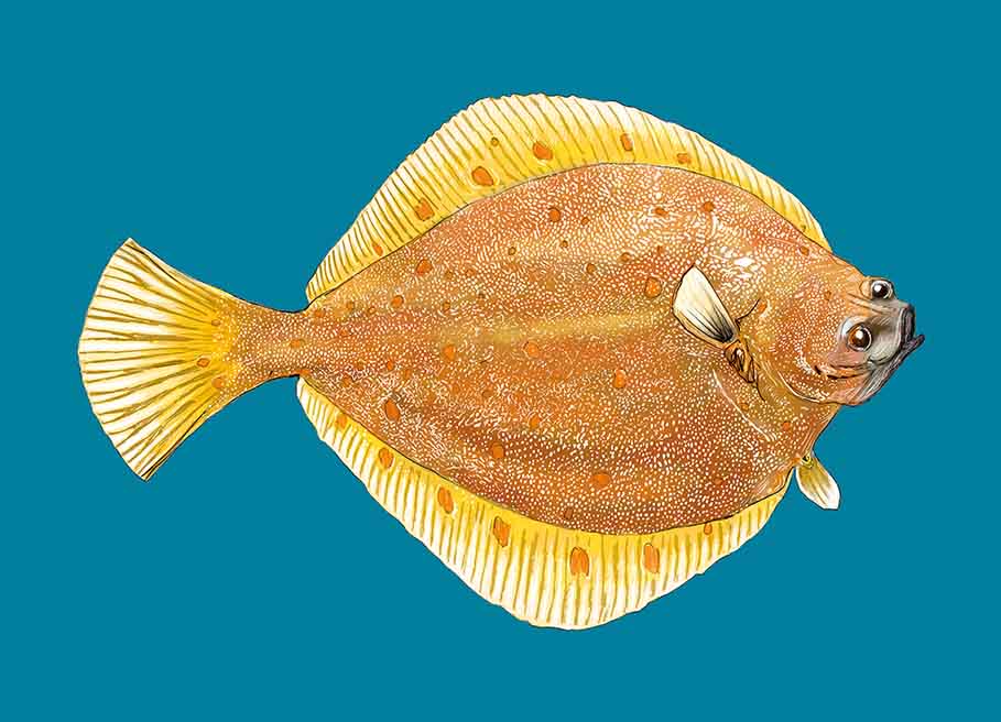 *PK - m-illu - Scholle Fisch