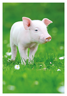 Postkarte - La Card - Piglet