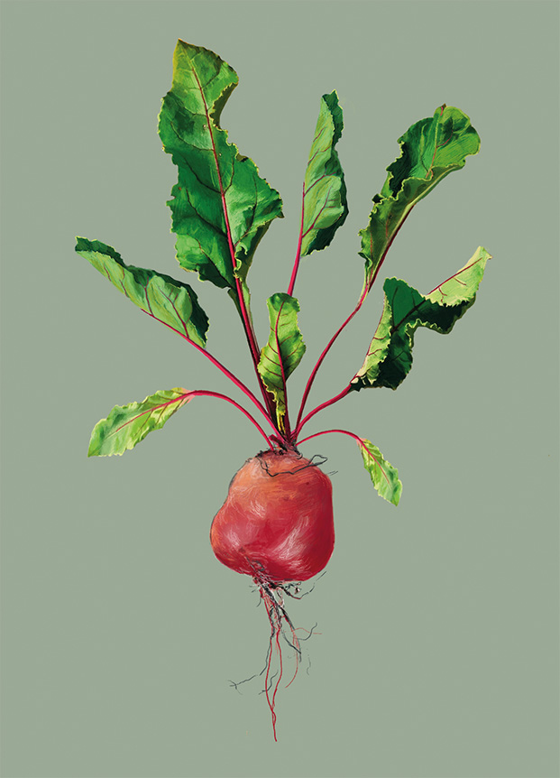 Postkarte - m-illu - Rote Beete