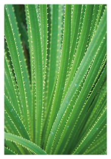 Postkarte - La Card - Aloe