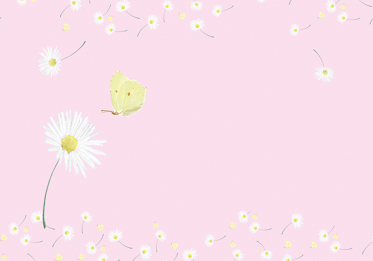 *Umschlag - m-illu - Rosa Gänseblümchen