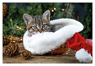 Postkarte - La Card - Kitten in red hat