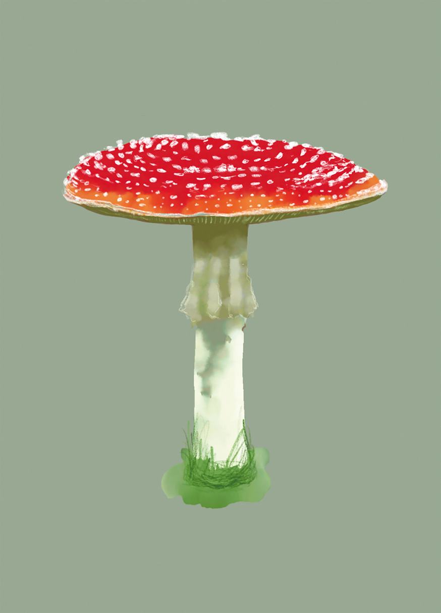 Postkarte - m-illu - Toadstool