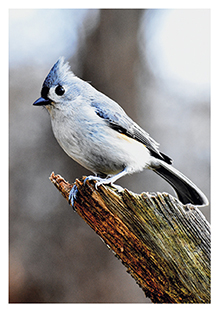 Postkarte - La Card - Bird Postkarte - La Card - Bird