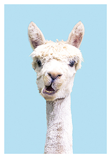 Postkarte - La Card - Lama