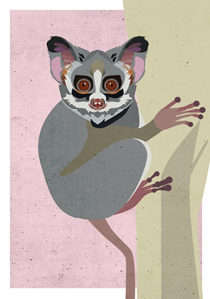 Postkarte - Daria Ivanova - Bushbaby
