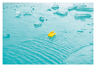 Postkarte - La Card - Icefish