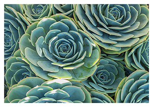 Postkarte - La Card - Succulents