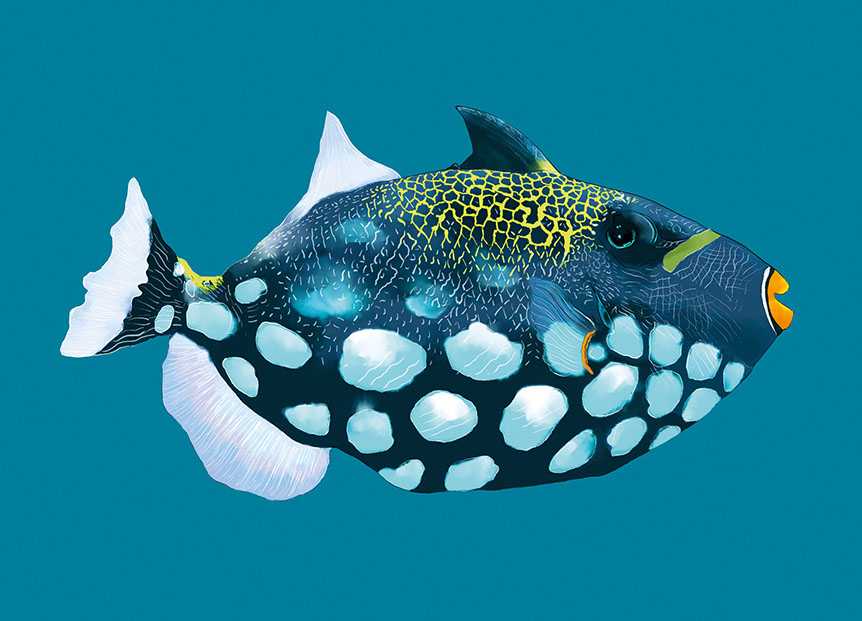 Postkarte - m-illu - Leopardenfisch Postkarte - m-illu - Leopardenfisch