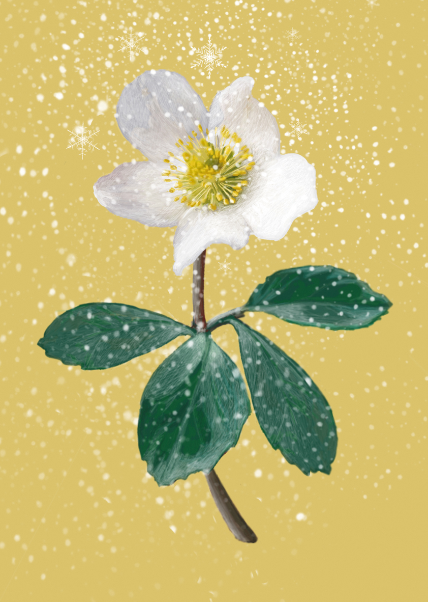 *PK - m-illu Christmas rose yellow