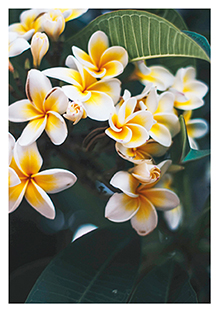 Postkarte - La Card - Frangipani