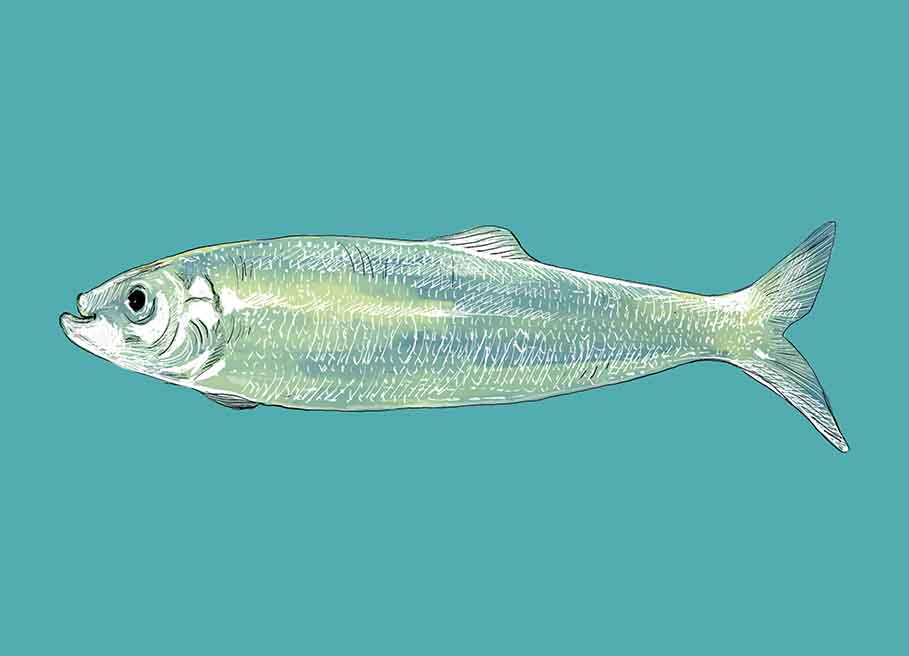 Postkarte - m-illu - Hering Fisch