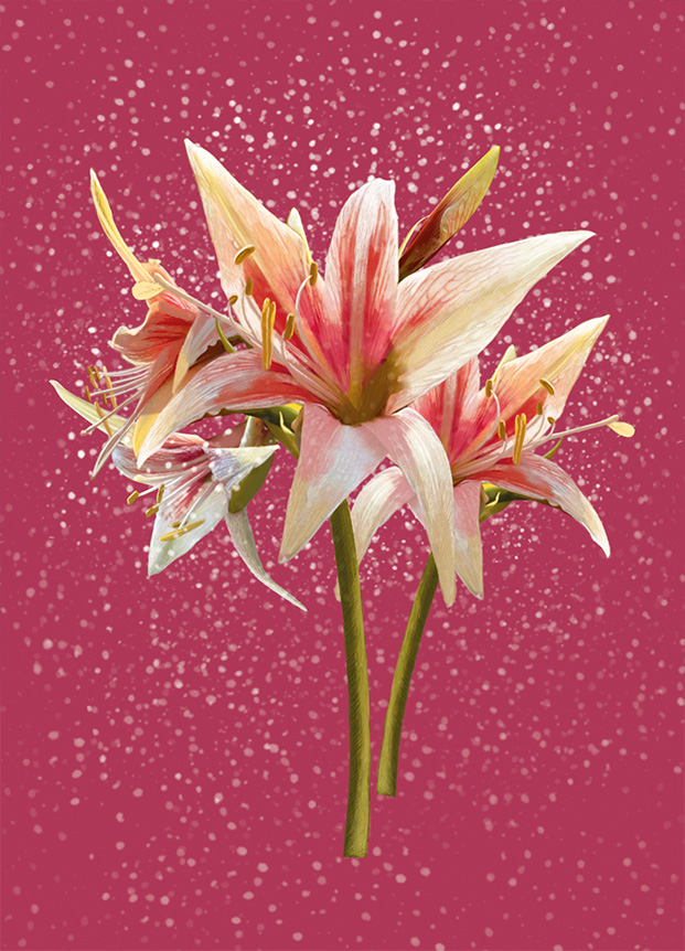 Postkarte - m-illu - Amaryllis