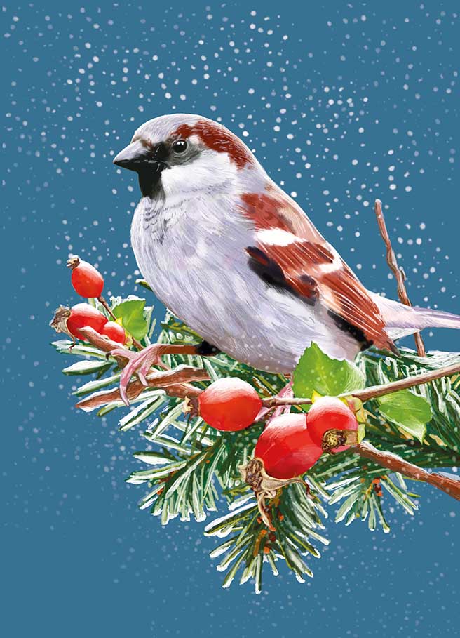 Postkarte - m-illu - Spatz Winter Postkarte - m-illu - Spatz Winter