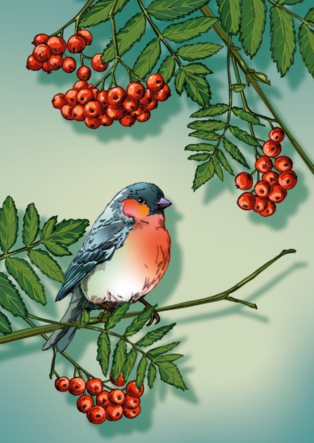 Postkarte - illi - LALIO