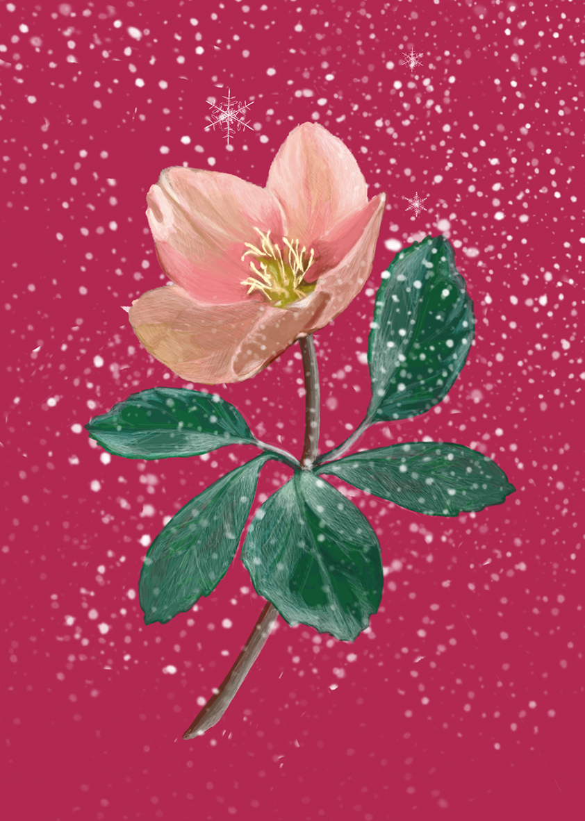 Postkarte - m-illu Christmas rose bordeaux
